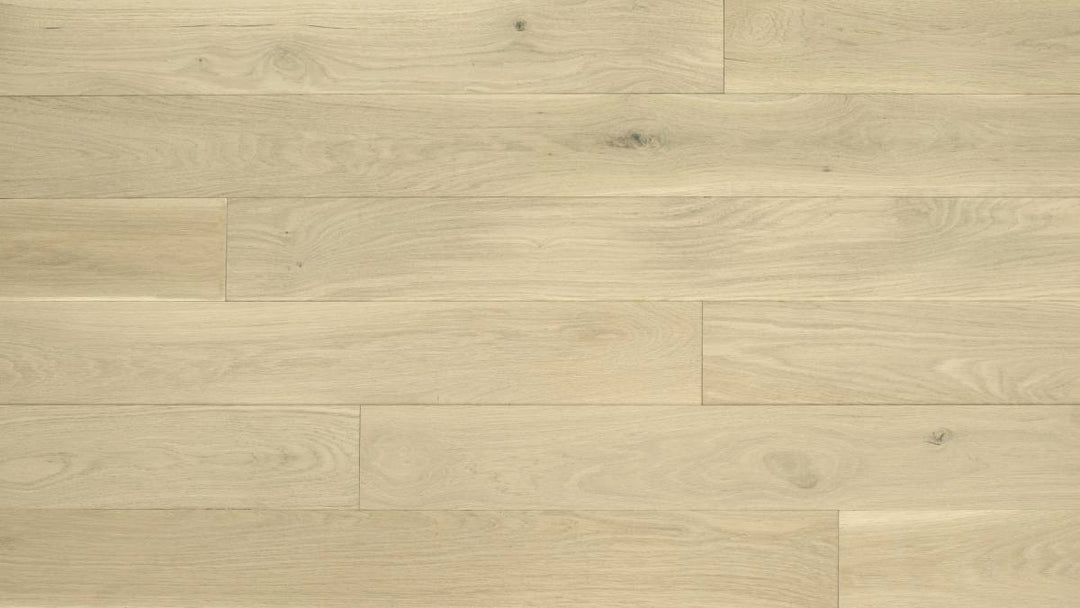 CHÊNE BLANC AMÉRICAIN 6''