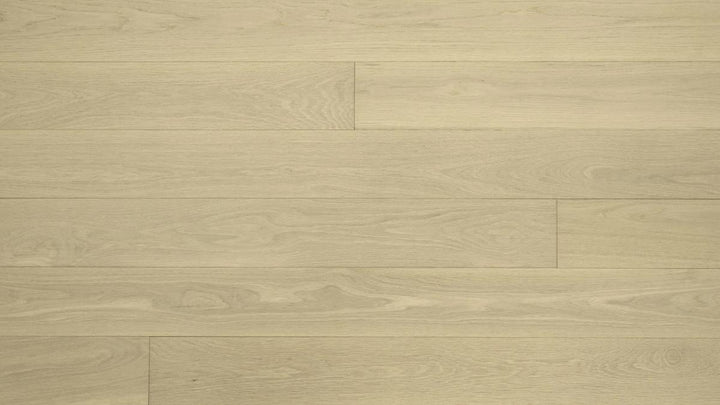 CHÊNE BLANC AMÉRICAIN 6''